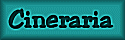 Cineraria