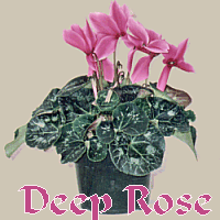 DEEP ROSE