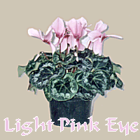 LIGHT PINK WITH EYE