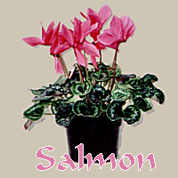 SALMON