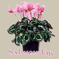 SALMON WITH EYE