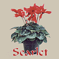 SCARLET