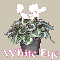 WHITE WITH EYE